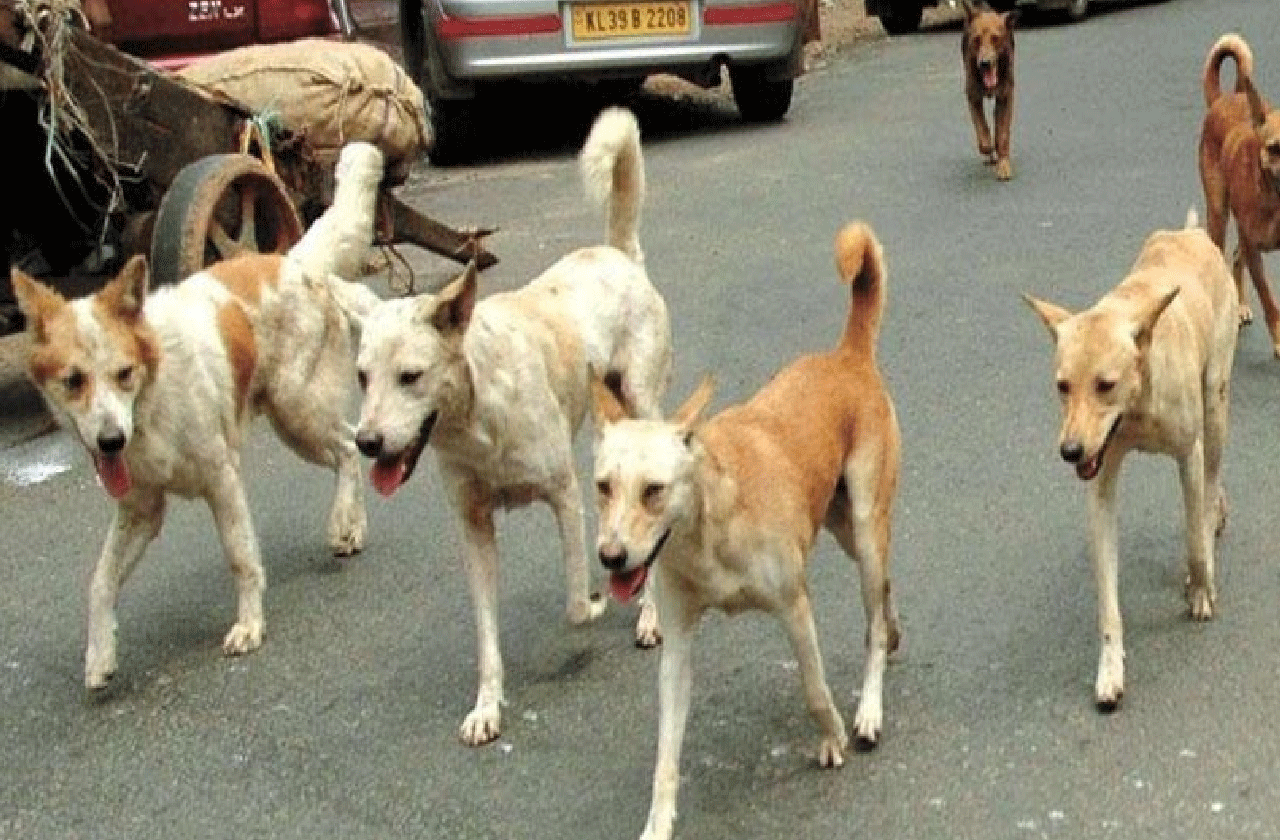 ... कोई तो बचाए इन आवारा कुत्तों से