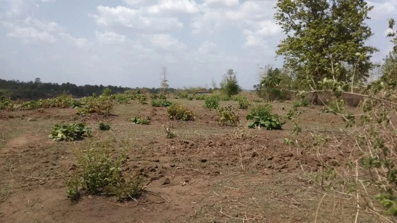 झारखंड में खनन कंपनियों को दी गई 24585.89 एकड़ वन भूमि, हजारीबाग में सबसे अधिक भूमि हुई डायवर्ट