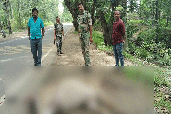 लातेहार : वाहन  की चपेट में आकर मवेशी की मौत