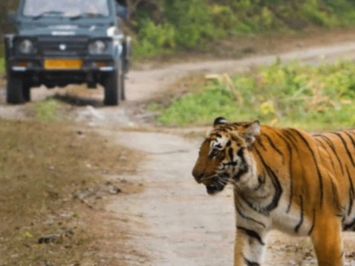 झारखंड में पर्यटन को नई ऊंचाइयों तक पहुंचाने की पहल,  गिरिडीह, दुमका और लातेहार में होगी टाइगर सफारी
