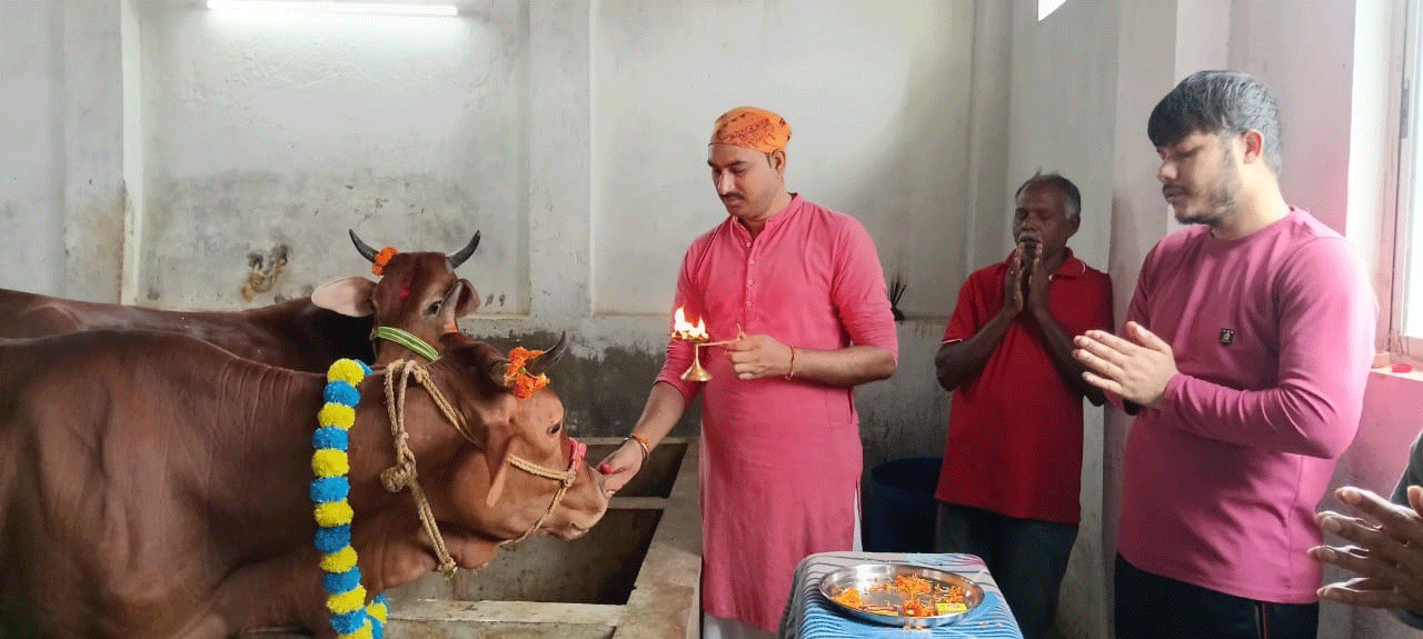 श्री कृष्ण प्रणामी गौशाला में श्रद्धा और उल्लास से मना गोपाष्टमी