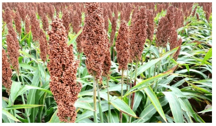 मिलेट की खेती करने वाले किसानों को मिलेगा 15,000 तक प्रोत्साहन, 30 अगस्त तक करें पंजीकरण