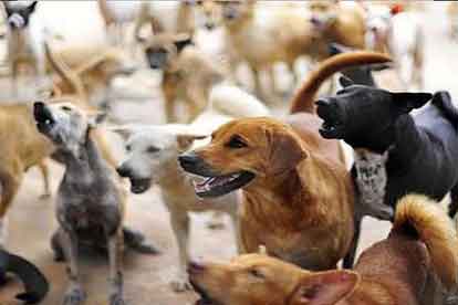 आवारा कुत्तों से निपटने के लिए सरकार ने की पहल, चलेगा एनिमल बर्थ कंट्रोल कार्यक्रम