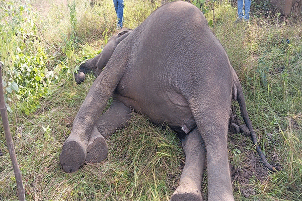 लातेहार : पीटीआर इलाके में हाथी का शव पाया गया