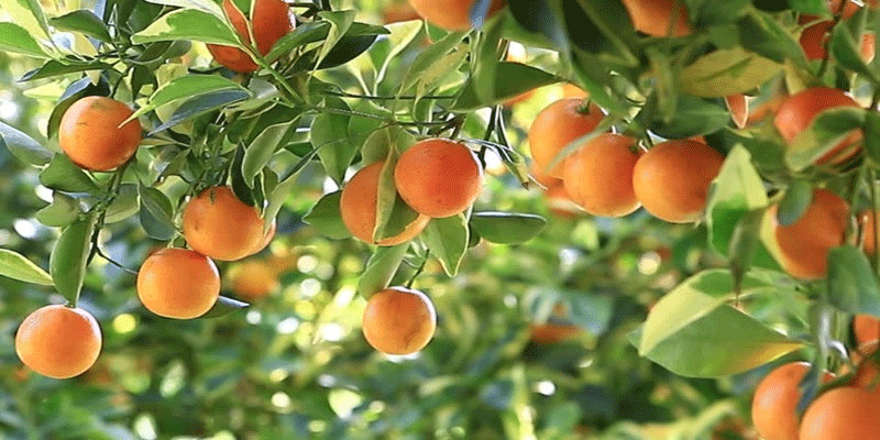 पहाड़ों के साथ शहरों का होगा हरियालीकरण, विधानसभा के बाहर लगेगा फलदार पौधा, खर्च होंगे 12.25 करोड़