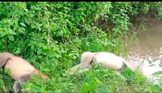 पलामू : पांकी के डंडार कला गांव में हाई वोल्टेज तार पर चढ़ने से दो बंदरों की मौत
