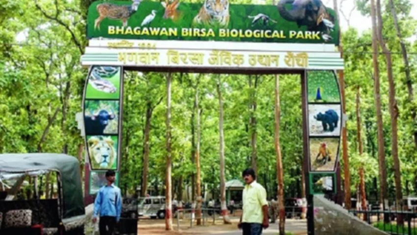 बिरसा मुंडा चिड़ियाघर के शेर, बाघ के लिए मांस खरीद में भारी गड़बड़ी