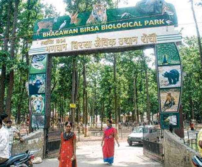 बिरसा मुंडा जैविक  उद्यान के एक मात्र जिराफ मिष्टी की मौत