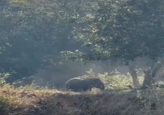 रांची में फिर दिखा जंगली हाथी, रातु के चित्तरकोटा इलाके में दहशत